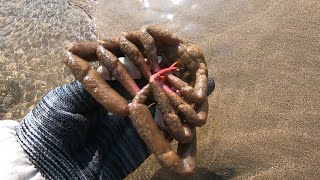 造型奇特的海货好霸气，猛浪打上来活猛鲨鱼，小妹冲进去费力擒住