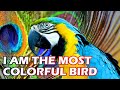 Most Colorful Birds in the World - World in Colors