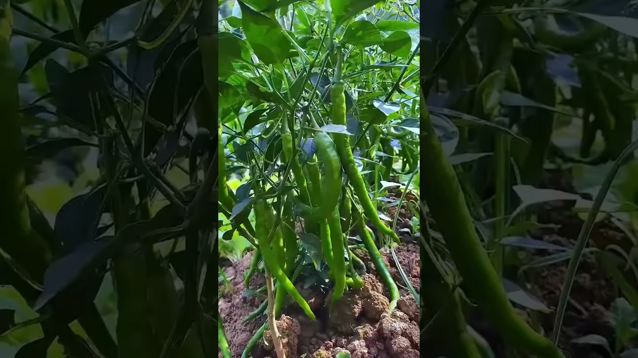how to agriculture #gardening #garden #satisfying #farming #vegetables #shortvideo #fruit #pepperspr