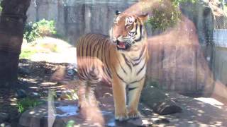 Bronevik Having Fun In The Sun