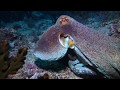 Мальдивы | жизнь осьминогов
