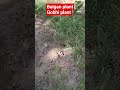 #video #viralvideo #viral #baigan #gobhi #plants #agriculture