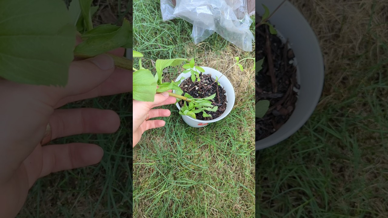 Making Stevia Powder 