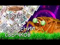 БИЗНЕС НА СВЕРЧКАХ. КАК ЗАРАБОТАТЬ НА РАЗВЕДЕНИИ СВЕРЧКОВ