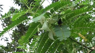 Olive-backed Sunbird taking nectar from Sesbania grandiflora flowers