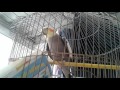 Cacatua Pirulito canta y da besitos