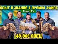 Самая рентабельная  порода овец. В чем заключается экономика в овцеводстве? Эдильбай?!