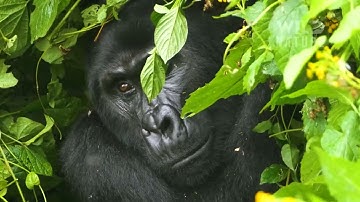 WILD CONGO | The Lair of King Kong and Deadly Predators #naturedocumentaries