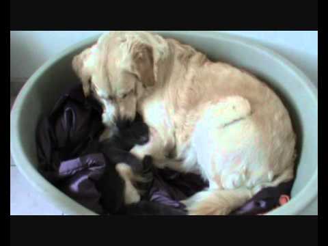 Bb chien contre bb chat.wmv