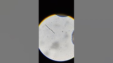 Surface of a bubble under the microscope #shorts #viral