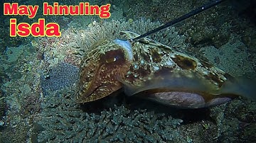 ep624 kulambutan May hinuling isda night spearfishing Philippines 