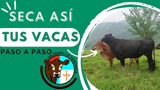 SECA ASÍ TUS VACAS PASO A PASO