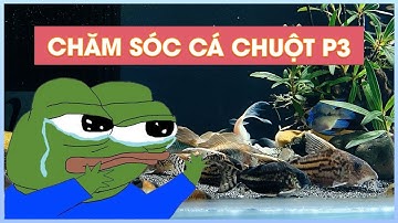 QUÁ TRÌNH NUÔI VÀ CHĂM SÓC CORYDORAS (CÁ CHUỘT ) P3