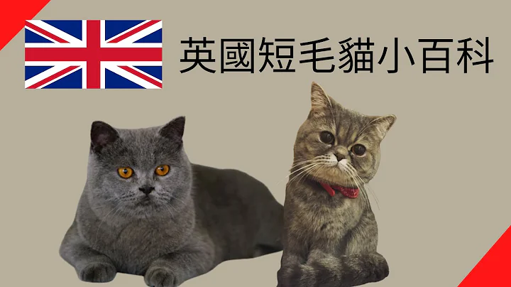英國短毛貓小百科【品種動物系列】 - 天天要聞