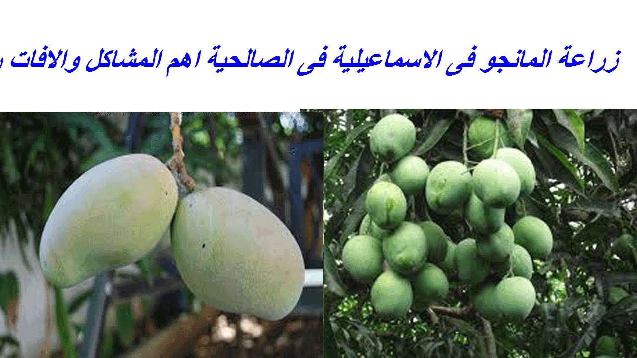 زراعة المانجو فى الاسماعيلية فى الصالحية اهم المشاكل والافات ري بالغمر