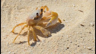 Wildlife of the Maldives