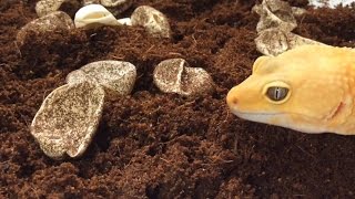 How to Incubate Leopard Gecko Eggs