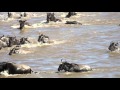 Croc vs Wildebeest