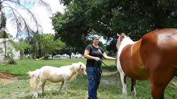 Nova: Clicker Training Your Horse to Lead, Part 1