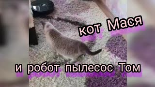 Кот Мася и робот пылесос Том