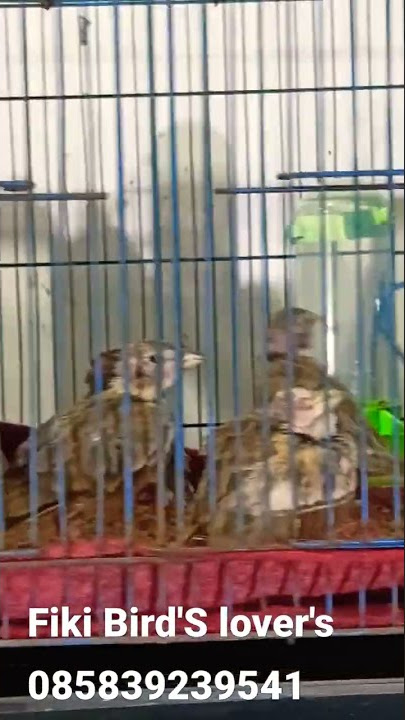 Calandra lark trotolan hutan