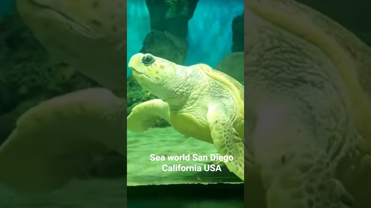 Sea world San Diego California USA 