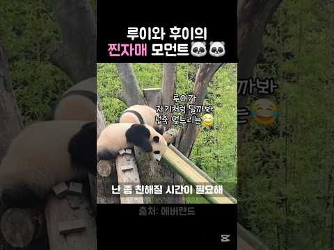 후이ㅋㅋ 루이를 냅다 밀어버리네ㅋㅋㅋ #ruibao #huibao #루이바오 #후이바오 #바오패밀리 thumbnail