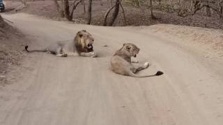 Best show of the asiatic lion in Gir Wildlife Sanctuary