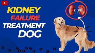 Dog - kidney failure & it's treatment #kidney #dog #failure #treatment