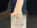 Tooh 😂|| labrador || #shorts #viral #trending #tooh #dog #dogshorts #funny #cute #memes