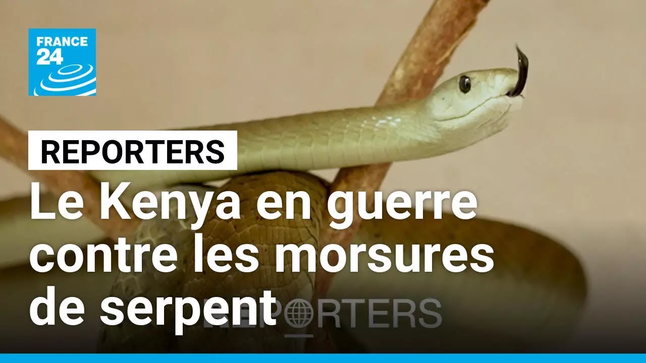 Au Kenya, la guerre contre les morsures de serpent est déclarée • FRANCE 24