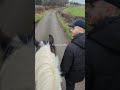 #horse #pony #equestrian #horses #ponies #cob #cobs #horseriding #horserider #equine #equestrians