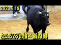 ちょこっとパンダ☆角金ｘ新力鼠(元：闘魂鼠) 2023.3.19　【沖縄闘牛】