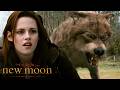 Jacob Defends Bella From His Pack | Twilight Saga: New Moon (2009) | Kristen Stewart, Taylor Lautner