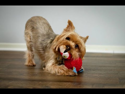 Video: Hvorfor Hunder Liker Knirkende Leker
