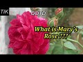 What is Mary&#39;s Rose??? QUESTION OF THE DAY #29
