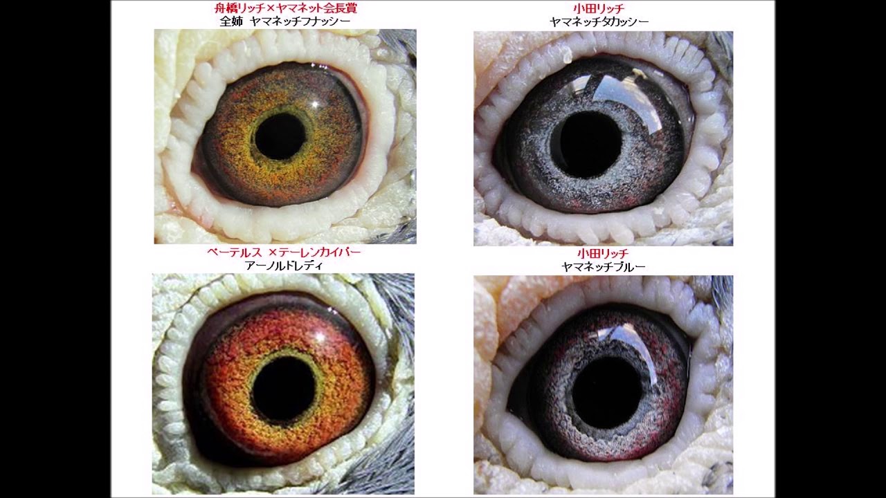 Racing Pigeons レース鳩最高 ヤマネット系 主要種鳩の目 Youtube