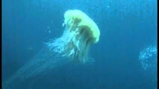 15 6 7 キタユウレイクラゲ Youtube 15 6 7 キタユウレイクラゲ Youtube