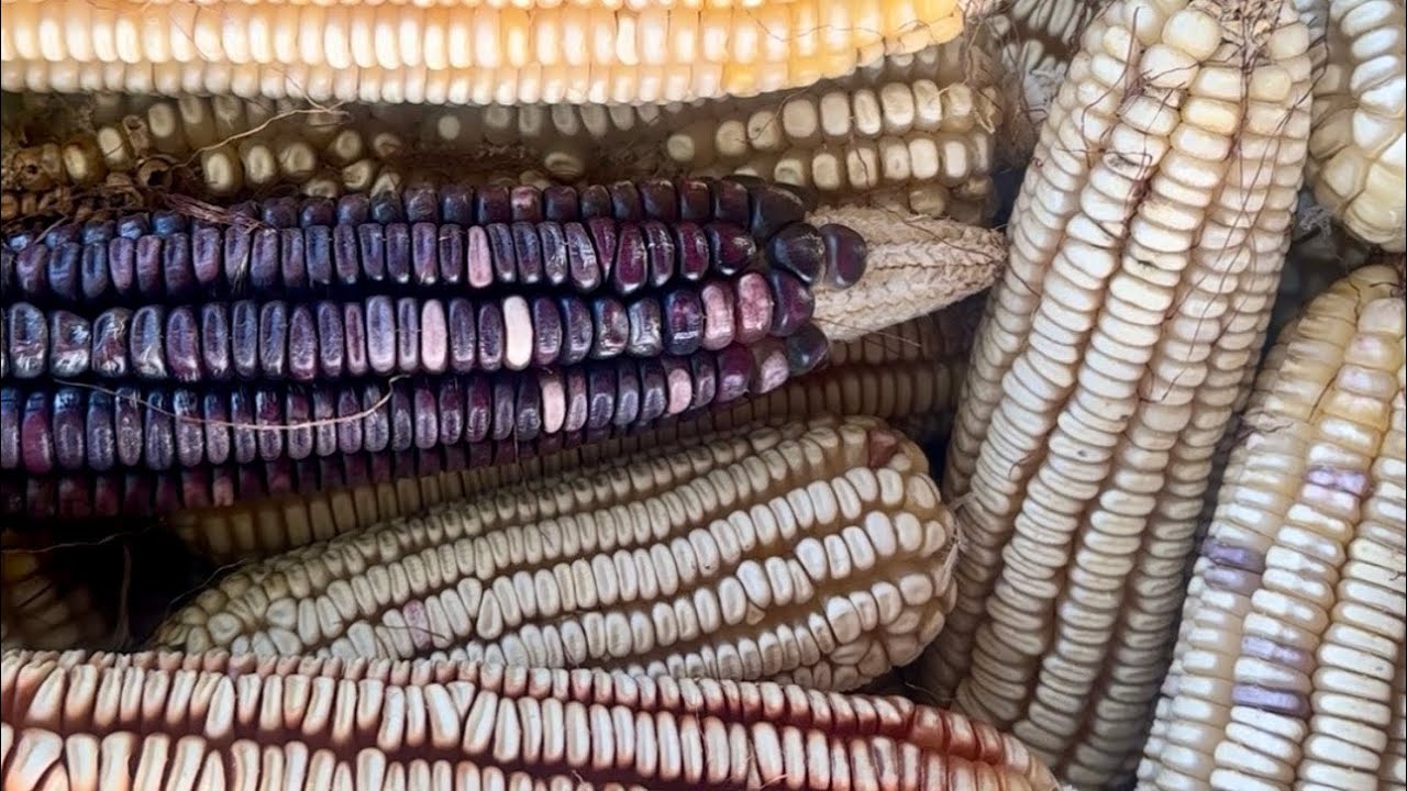 La Candelaria en #Colima. Tamaliza en Zacualpan y el Festival del Tamal y Atole en la capital.
