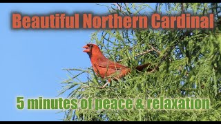 Beautiful Northern Cardinals - 5 minutes of peace and relaxation
