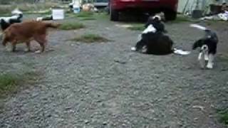Daily Cavalier: Episode 5
