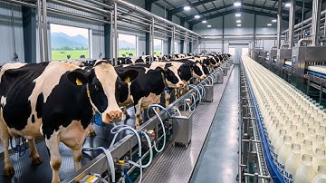 Inside the Mega Dairy Plant: Watch How Grass Becomes Pure Milk (Full Process)