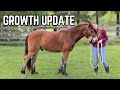RUACH GROWTH UPDATE! IS HE GROWING?