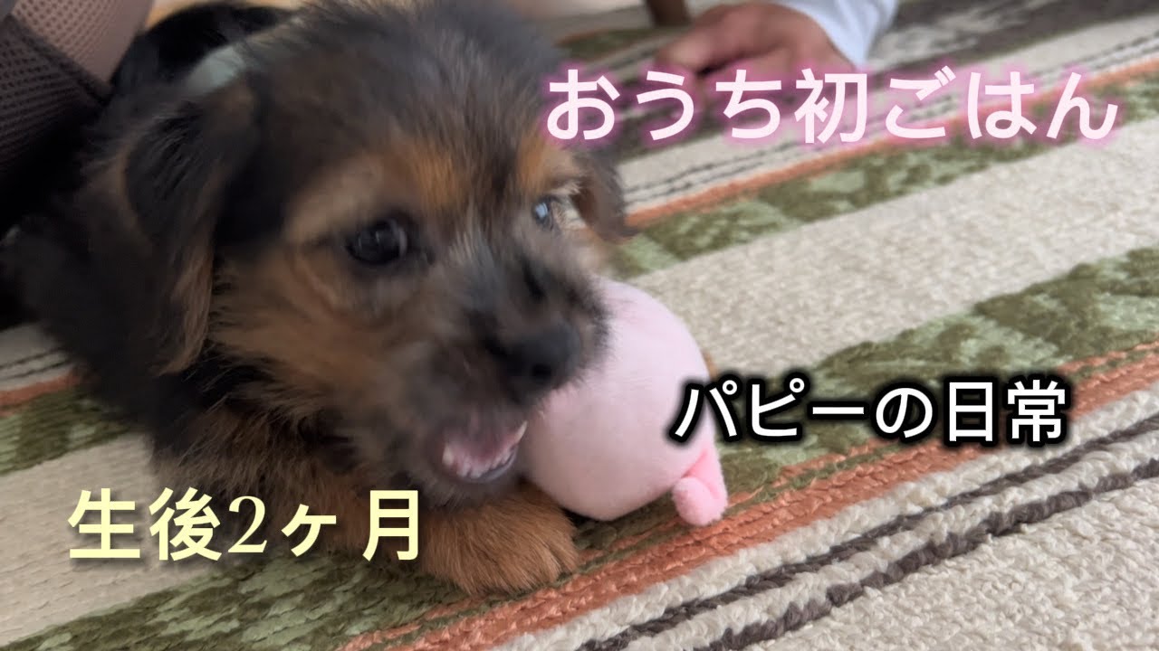 はじめてのおうちごはん！とはじめてのおもちゃ🐾