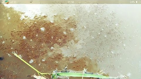 Câu Cá lóc bằng vịt Con cá lóc mẹ bự chà bá lửa tui đố anh em nhìn không mê mới lạ