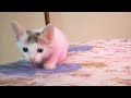 Cute Cat Funny Video Shorts | Baby Cute Cat Playing | Beautiful Cute Cat Playing Video #CuteBabyCat