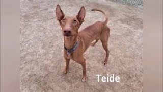 Teide - Paws Patas