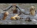 Fierce Battle Of Buffalo vs Lions - Mother Buffalo Attacks Lion To Protect Life Of Baby Buffalo