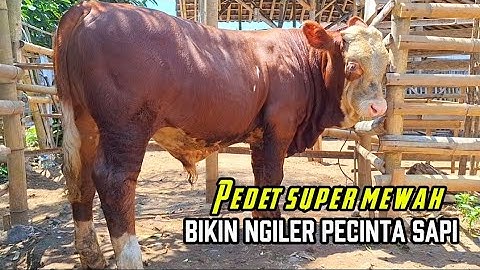 SURVEY PEDET ISTIMEWA UMUR 6 BULAN COCOK UNTUK AMUNISI KONTES❗️