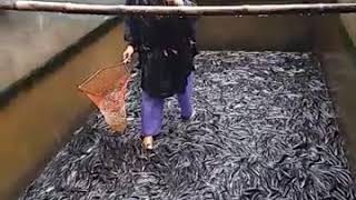 Dunia Ikan Gabus Suwandi Panen Ikan Gabus Di Kolam Semen.tebar 4000 Ekor